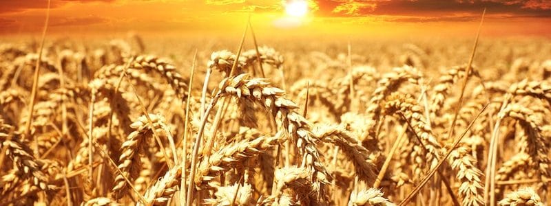 El gluten: enfermedades asociadas